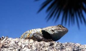 Desert Spiny Lizard